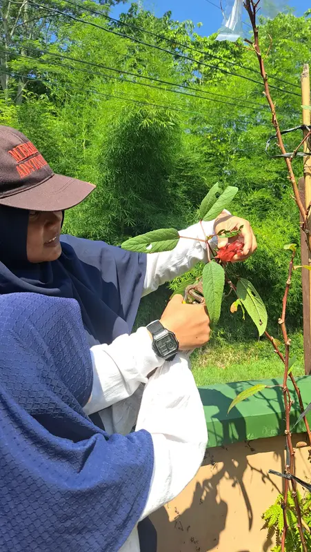 Mengamati dan memanen tanaman