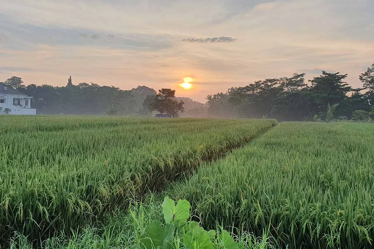 Sawah di pagi hari di lingkungan Sayogya
